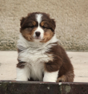 Les chiots de Berger Australien