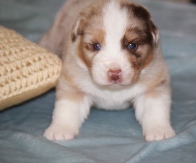 Les chiots de Berger Australien