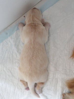 Les chiots de Golden Retriever