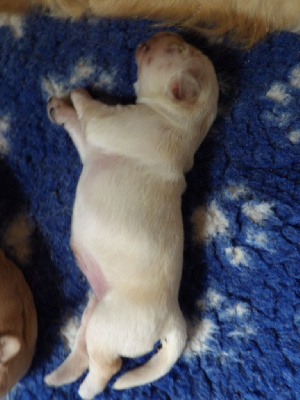 Les chiots de Golden Retriever