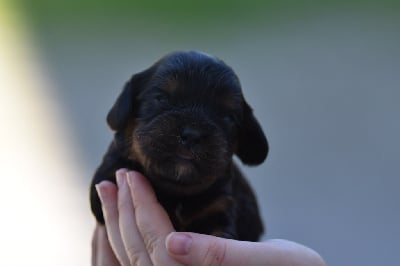 Les chiots de Cavalier King Charles Spaniel