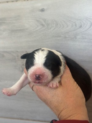 Border Collie