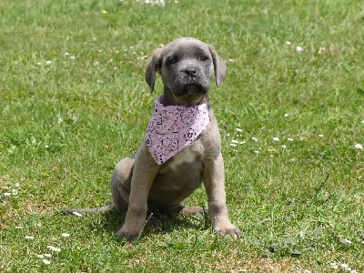 Les chiots de Cane Corso