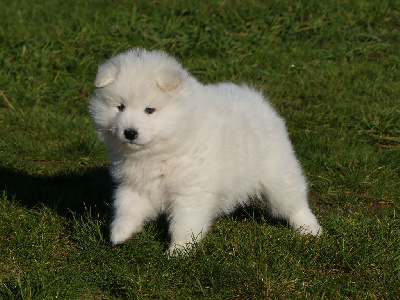 Les chiots de Samoyède