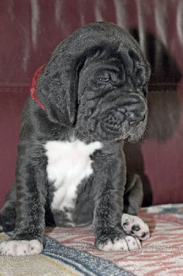 Les chiots de Dogue allemand