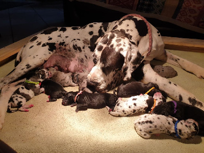 Les chiots de Dogue allemand