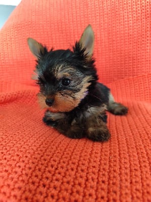 Les chiots de Yorkshire Terrier