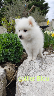 Les chiots de Spitz japonais