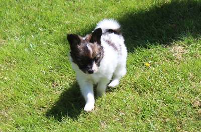 Les chiots de Epagneul nain Continental (Papillon)
