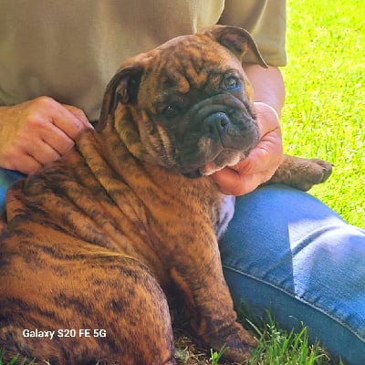 Les chiots de Bulldog continental