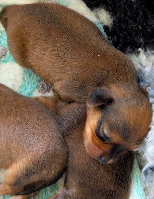Les chiots de Russkiy Toy (Petit Chien Russe)