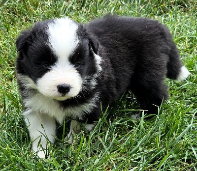 Les chiots de Border Collie