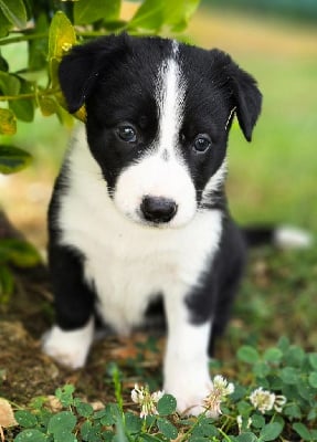 Les chiots de Border Collie