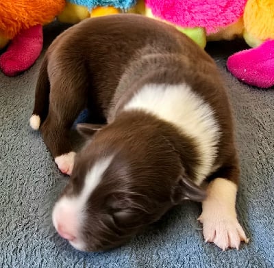 Les chiots de Border Collie