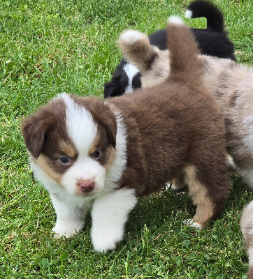Les chiots de Berger Américain Miniature