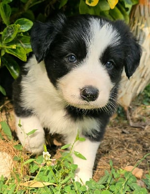 Les chiots de Border Collie