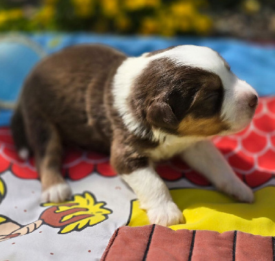 Les chiots de Berger Américain Miniature