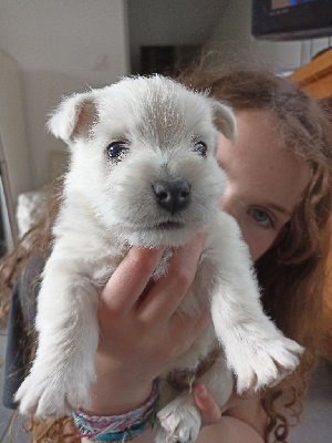Les chiots de West Highland White Terrier