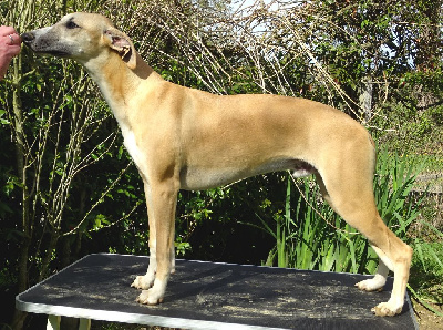 ULIOS - Whippet