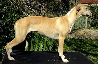 ULICIANE - Whippet