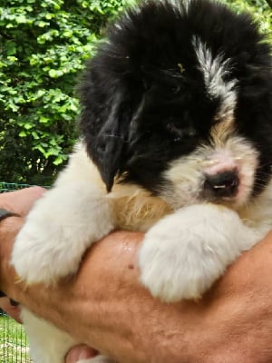 Les chiots de Landseer type continental europeen