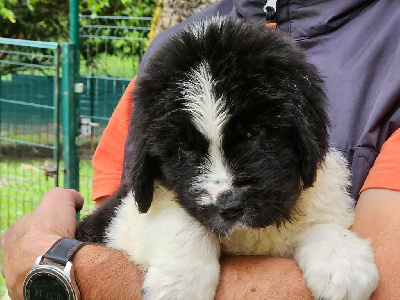 Les chiots de Landseer type continental europeen