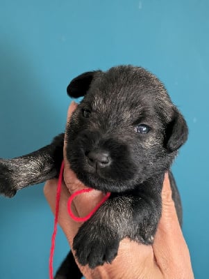Les chiots de Schnauzer miniature