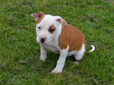 CHIOT 2 - American Staffordshire Terrier