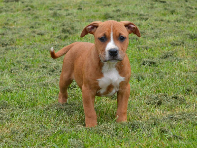 CHIOT 4 - American Staffordshire Terrier