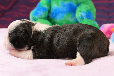 CHIOT male 2 - Boston Terrier