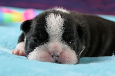 CHIOT MALE 1 - Boston Terrier