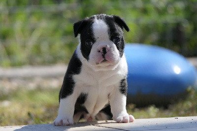 Les chiots de Boston Terrier