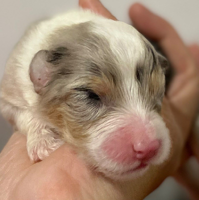 Les chiots de Berger Australien