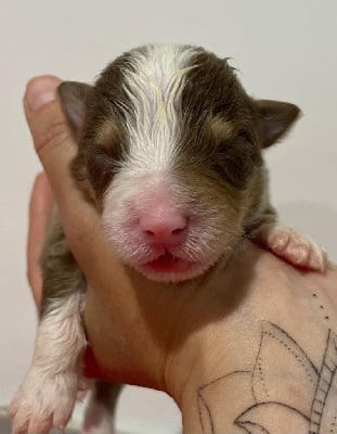 Les chiots de Berger Australien