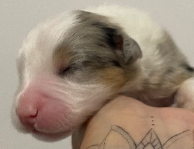 Les chiots de Berger Australien