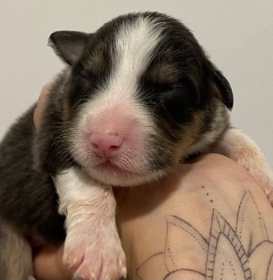 Les chiots de Berger Australien