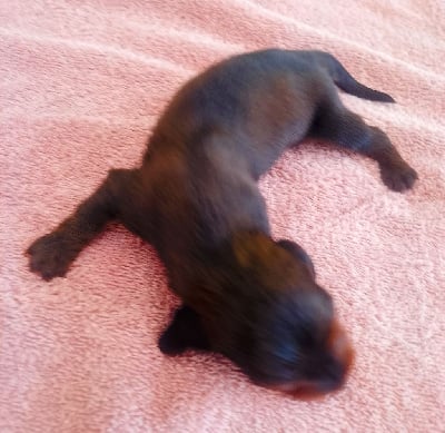 Les chiots de Teckel poil long