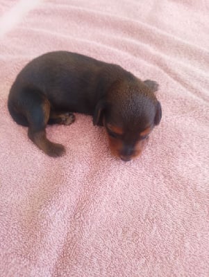 Les chiots de Teckel poil long