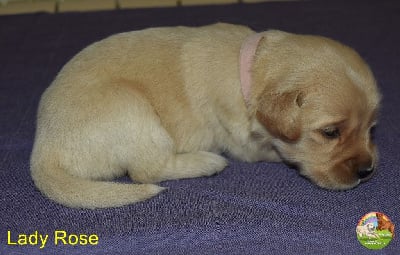 Les chiots de Golden Retriever