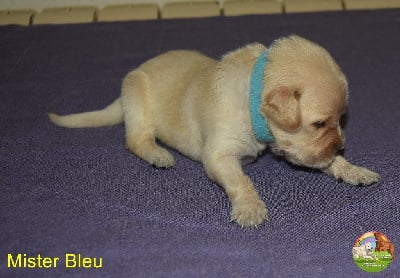 Les chiots de Golden Retriever