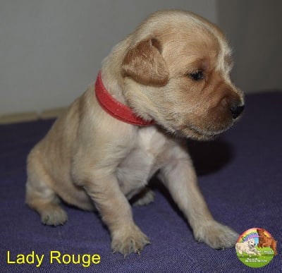 Les chiots de Golden Retriever