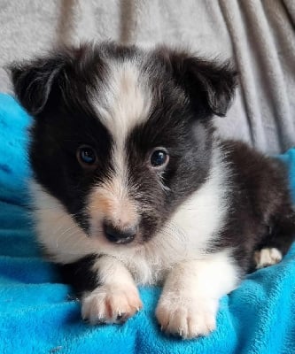 Les chiots de Shetland Sheepdog