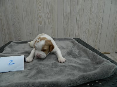 Les chiots de Epagneul Breton