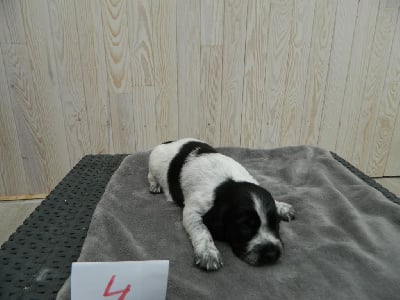 Les chiots de Epagneul Breton