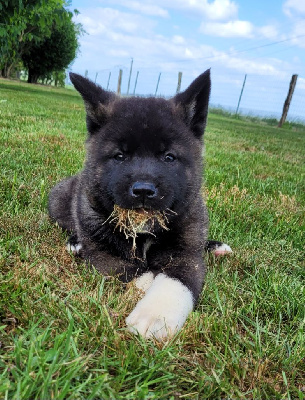 Les chiots de Akita americain