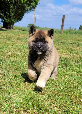 Les chiots de Akita americain