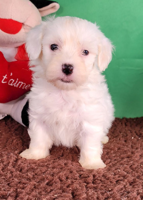 Les chiots de Coton de Tulear