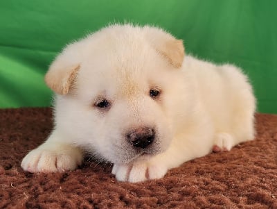 Les chiots de Akita americain