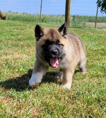 Les chiots de Akita americain