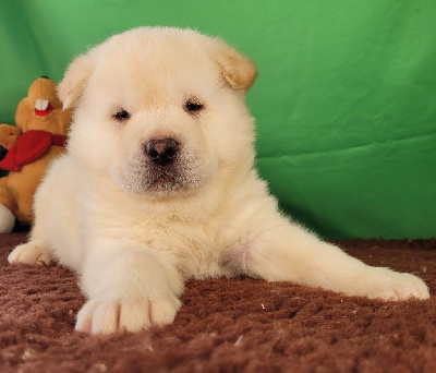 Les chiots de Akita americain